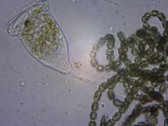 Nostocales