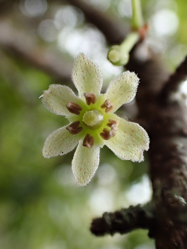 Myrsine lanaiensis