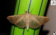 Microthyris anormalis