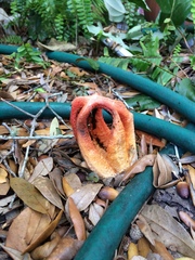 Clathrus columnatus image