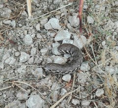 Proserpinus proserpina