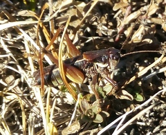 Anonconotus pusillus