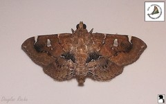 Lamprosema baracoalis