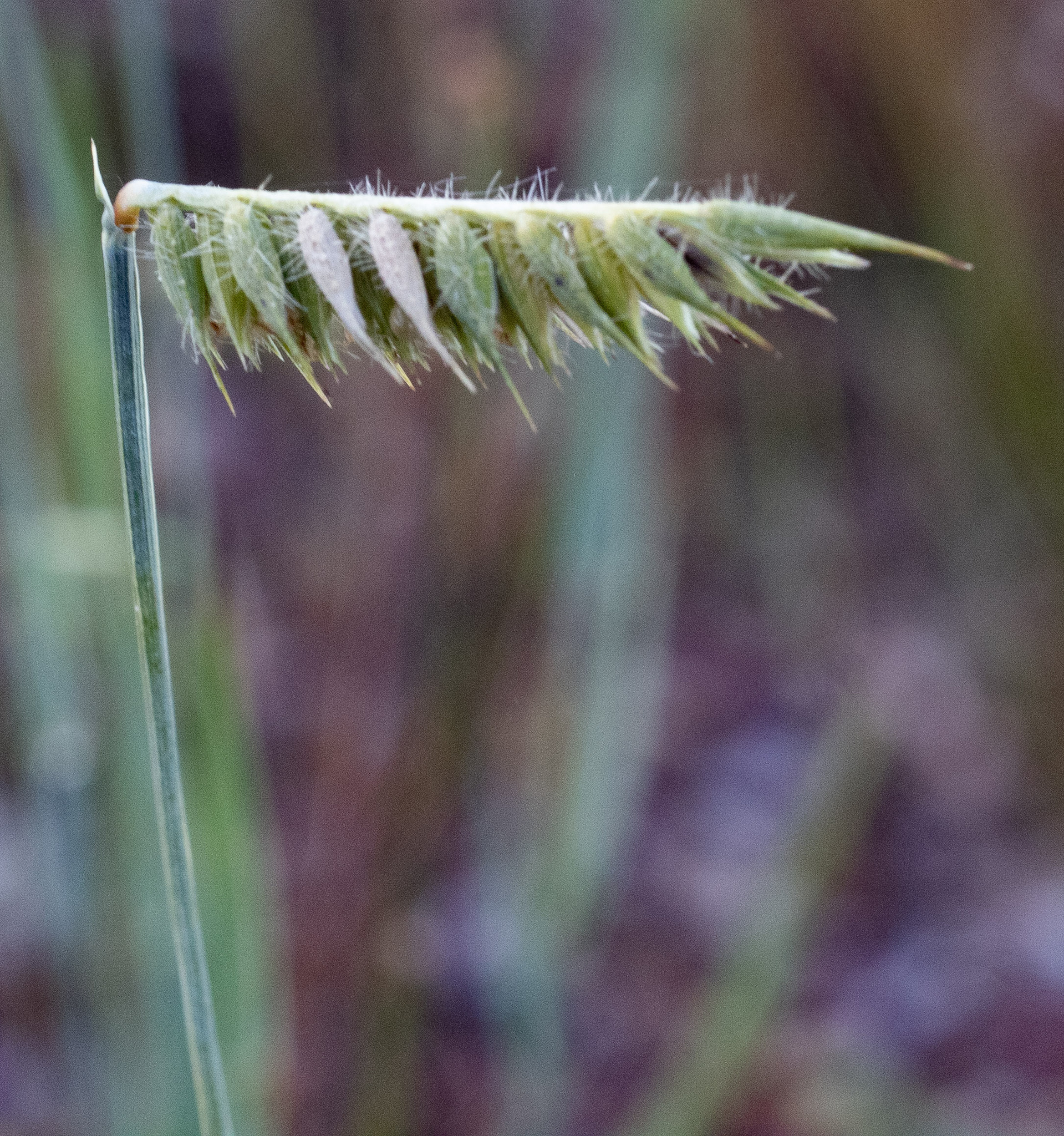 Echinolaena inflexa
