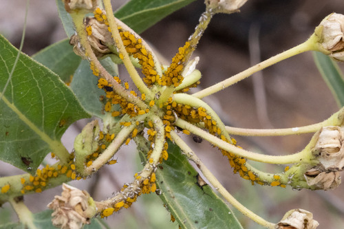 Oleander Aphid, photo 10 of 10