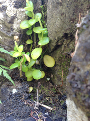 Peperomia urvilleana