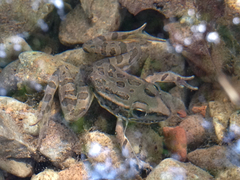 Lithobates spectabilis
