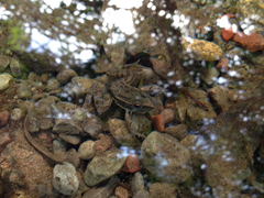 Lithobates spectabilis