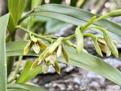 Prosthechea livida image