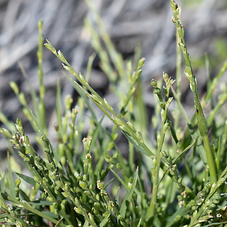 Setaria rara