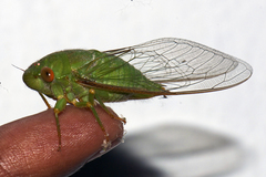 Dundubia