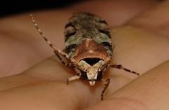 Mentaxya ignicollis