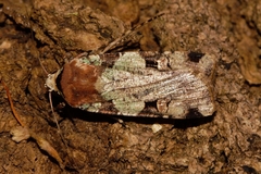 Mentaxya ignicollis