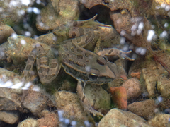 Lithobates spectabilis