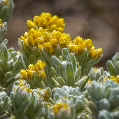 Helichrysum trilineatum