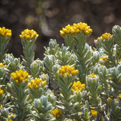 Helichrysum trilineatum