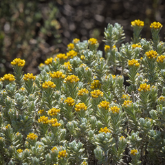 Helichrysum trilineatum