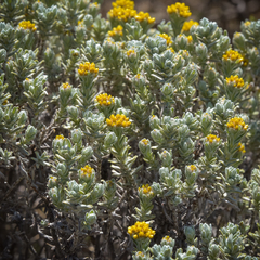 Helichrysum trilineatum
