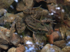 Lithobates spectabilis