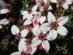 Adenandra marginata