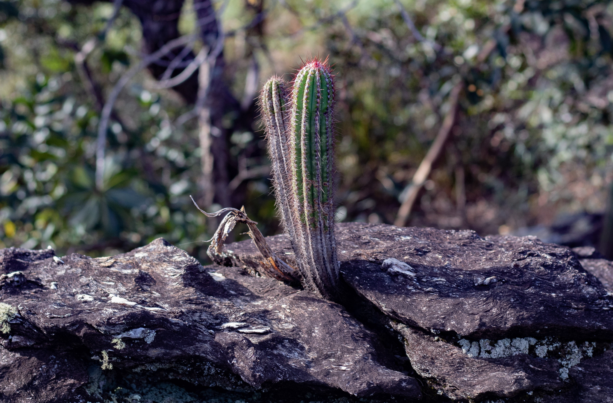 Pilosocereus machrisii