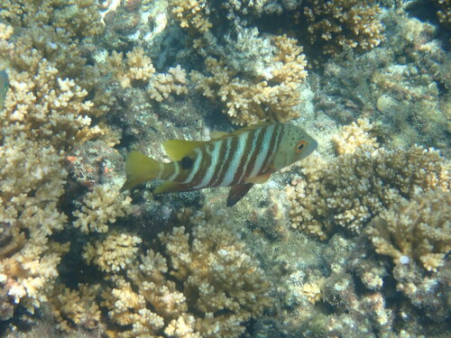 Barred pargo (Hoplopagrus guentherii) — Lutjanidae — 2