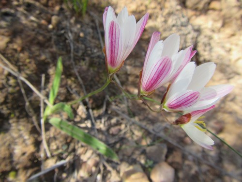 Image of Geissorhiza erosa by (c) douglaseustonbrown, some rights reserved (CC BY-SA)