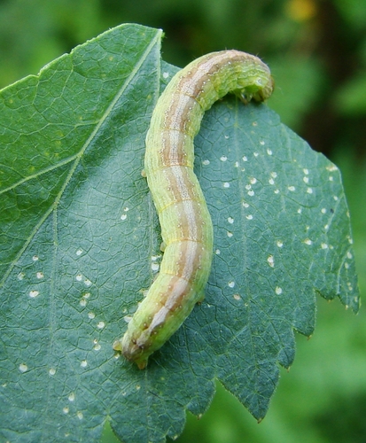 Forbes' Sallow photo 5