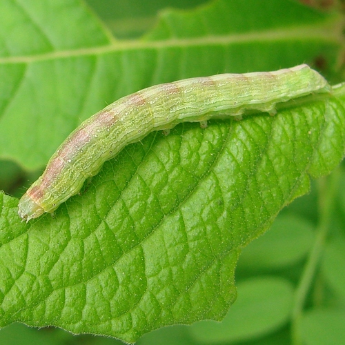 Forbes' Sallow photo 4