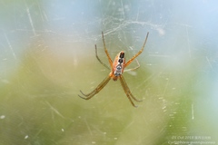 Cyrtophora guangxiensis