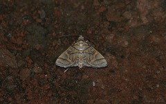 Pseudopyrausta santatalis