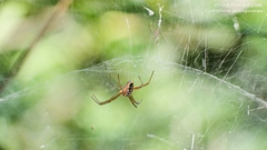 Cyrtophora guangxiensis