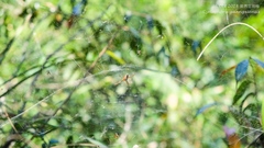 Cyrtophora guangxiensis