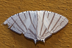 Urapteroides astheniata