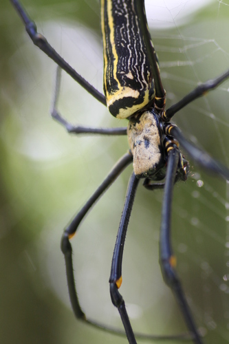 Giant Golden Orbweaver, photo 8 of 8