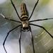 Giant Wood Spiders - Photo (c) Pablo de la Fuente Brun, some rights reserved (CC BY), uploaded by Pablo de la Fuente Brun