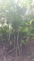 Dypsis madagascariensis