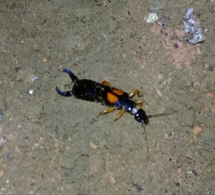 Carcinophora americana