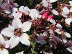 Adenandra marginata
