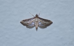 Marasmia trapezalis