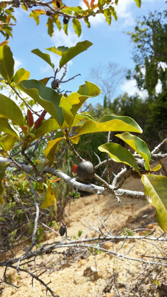 Xyloolaena sambiranensis
