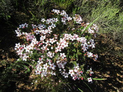 Adenandra marginata