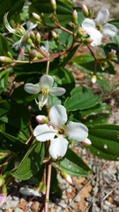 Dichaetanthera