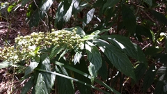 Bertiera longithyrsa