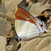 Charana mandarinus - Photo (c) Vijay Anand Ismavel，保留部份權利CC BY-NC-SA