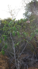 Dichaetanthera