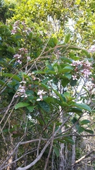 Dichaetanthera