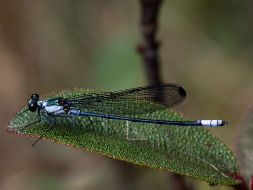 Mnesarete rhopalon