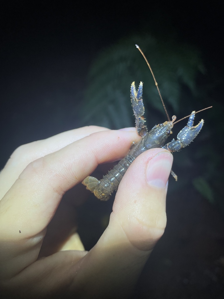 Euastacus eungella