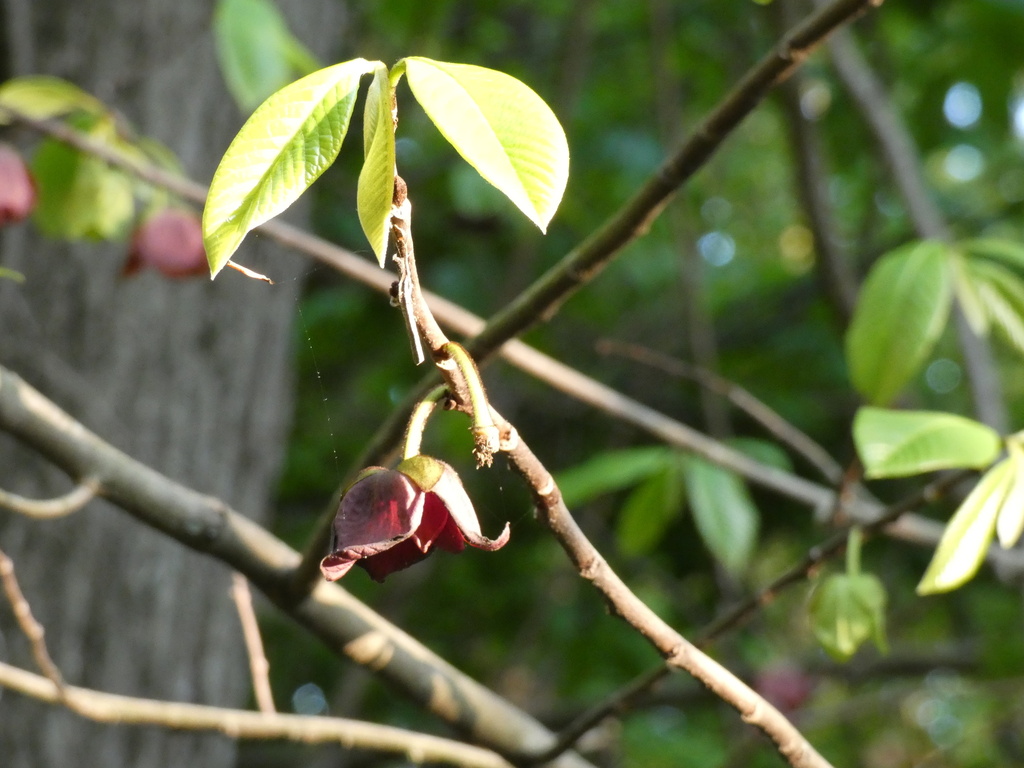 common pawpaw from Oak Creek West Park, Upper Marlboro, MD, US on April ...
